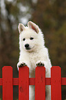 White Swiss Shepherd Puppy