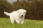 White Swiss Shepherd Puppy