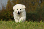 White Swiss Shepherd Puppy