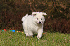 White Swiss Shepherd Puppy