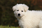 White Swiss Shepherd Puppy