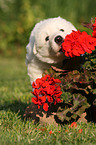 White Swiss Shepherd Puppy