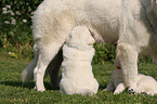 White Swiss Shepherds