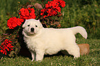 White Swiss Shepherd Puppy