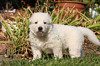 White Swiss Shepherd Puppy