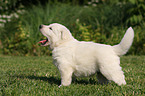 White Swiss Shepherd Puppy