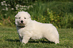 White Swiss Shepherd Puppy