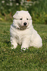 White Swiss Shepherd Puppy