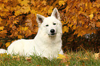 lying White Swiss Shepherd