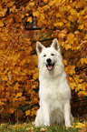 sitting White Swiss Shepherd