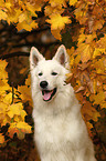 White Swiss Shepherd Portrait