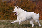 running White Swiss Shepherd