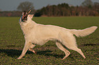 playing White Swiss Shepherd