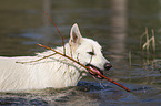 playing White Swiss Shepherd