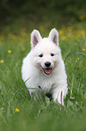 White Swiss Shepherd Puppy