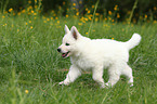 White Swiss Shepherd Puppy