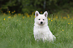 White Swiss Shepherd Puppy