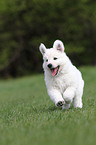 White Swiss Shepherd Puppy