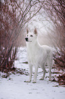 shortaired Berger Blanc Suisse