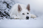 shortaired Berger Blanc Suisse