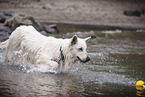 White Shepherd