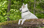 Berger Blanc Suisse