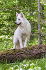 standing Berger Blanc Suisse