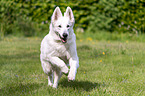 running Berger Blanc Suisse