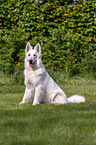 sitting Berger Blanc Suisse