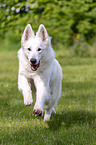 running Berger Blanc Suisse