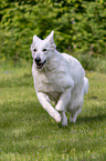 running Berger Blanc Suisse