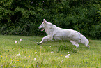 running Berger Blanc Suisse