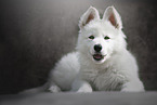 White Shepherd Puppy