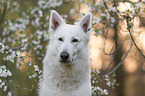 White shepherd in front of blossoms