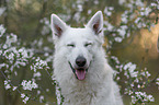 White shepherd in front of blossoms