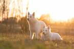 White Shepherds in the back light