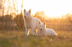 White Shepherds in the back light