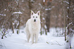 White Shepherd in the snow