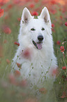 White Shepherd in the poppy field