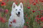 White Shepherd in the poppy field