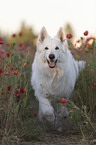 White Shepherd in the poppy field