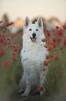 White Shepherd in the poppy field