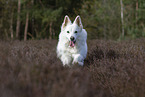 White Shepherd