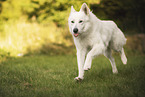 White Shepherd