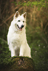 White Shepherd