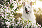 White Shepherd