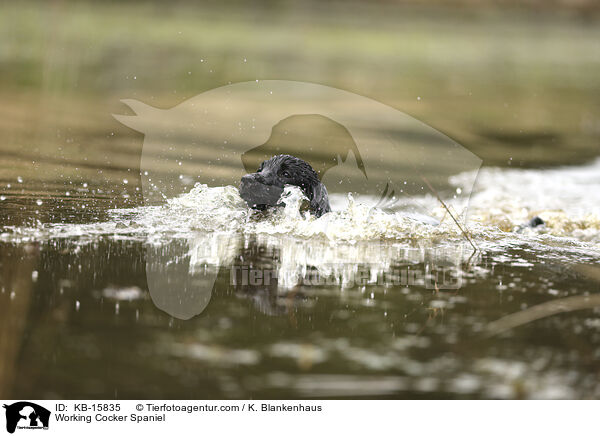 Working Cocker Spaniel / Working Cocker Spaniel / KB-15835