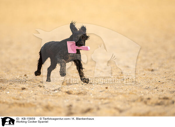 Working Cocker Spaniel / Working Cocker Spaniel / KB-15859