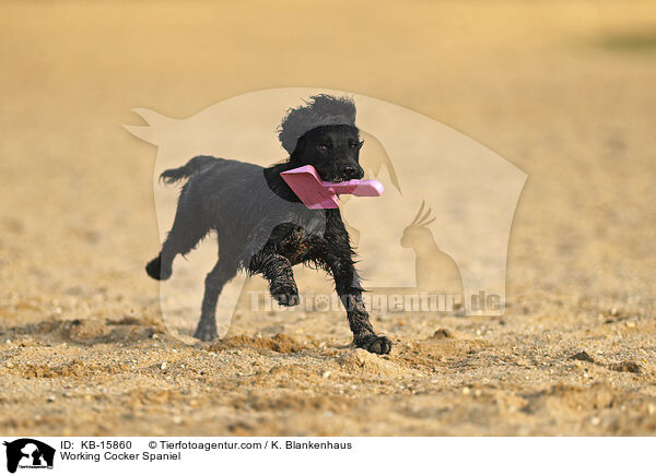 Working Cocker Spaniel / Working Cocker Spaniel / KB-15860