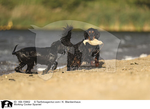 Working Cocker Spaniel / Working Cocker Spaniel / KB-15862